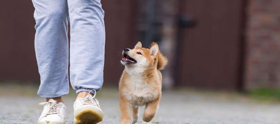Why Does My Dog Follow Me Everywhere? Understanding Canine Behavior